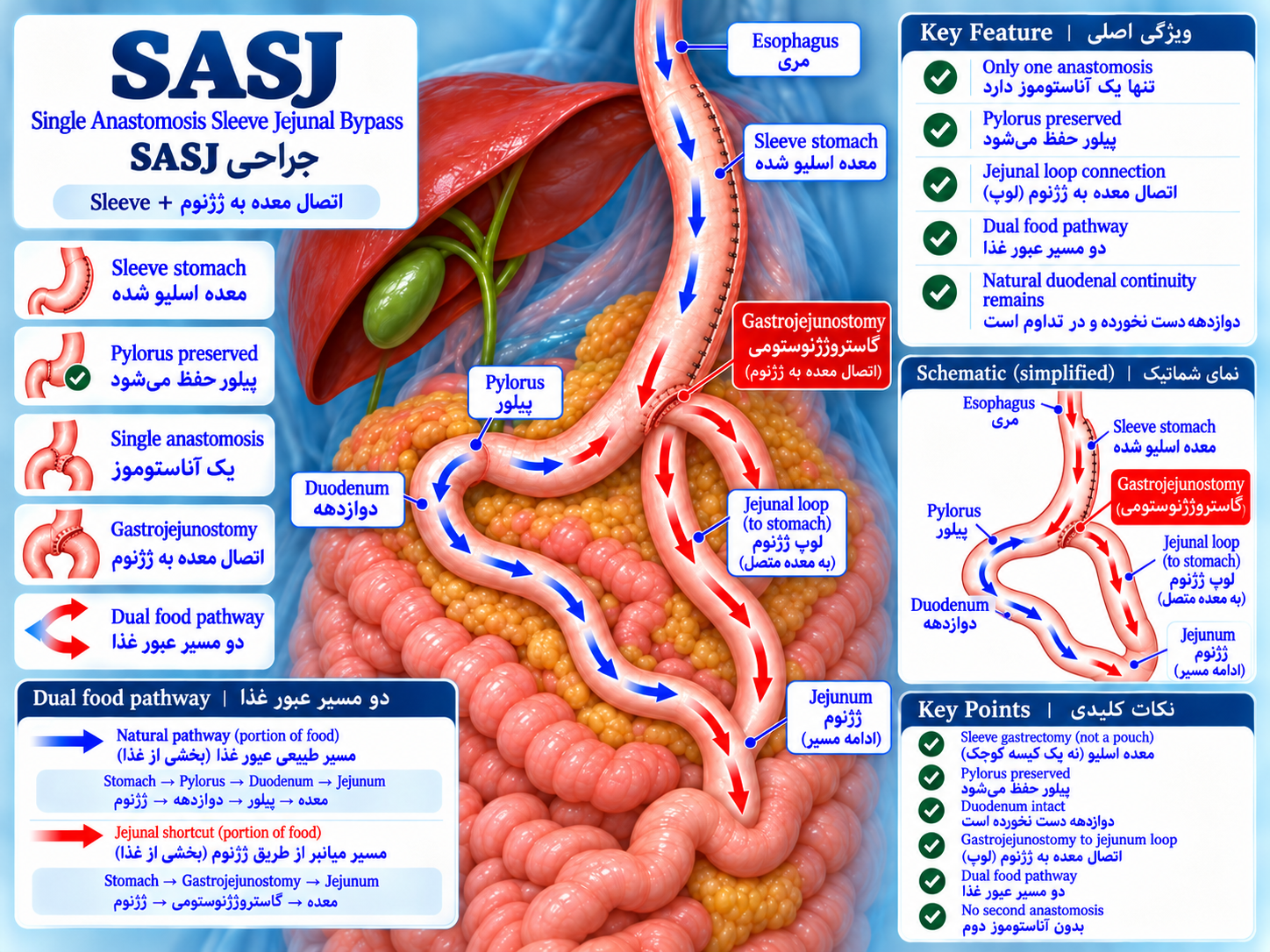 آناتومی تأییدشده ساسج / SASJ